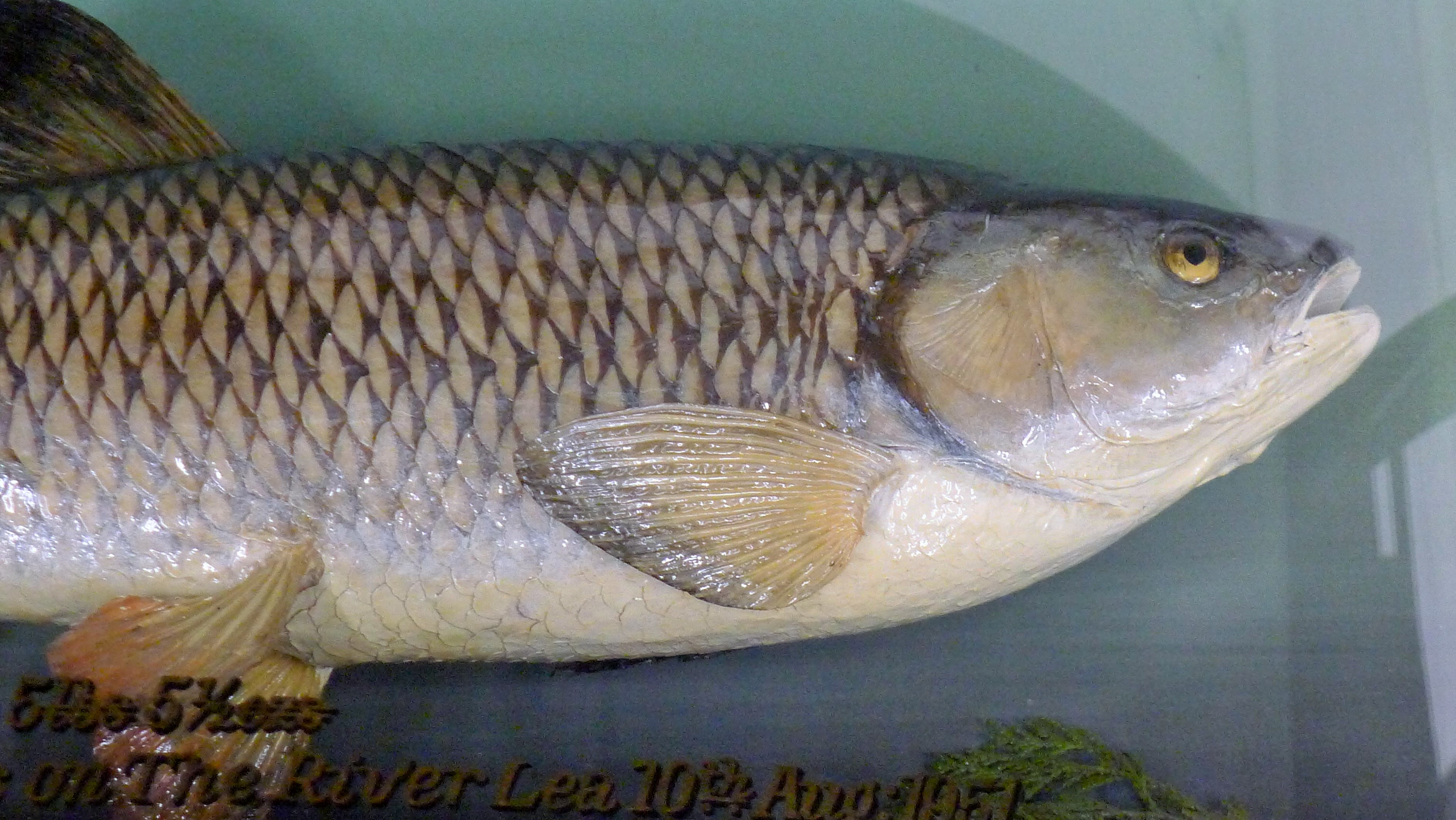 A taxidermy specimen of a Chub Leucisus cephalus by John Cooper (probably during the Griggs period) - Image 5 of 8
