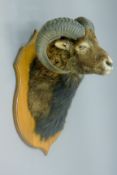 A taxidermy specimen of a Mouflon Ovis aries head and horns mounted on a wooden shield.