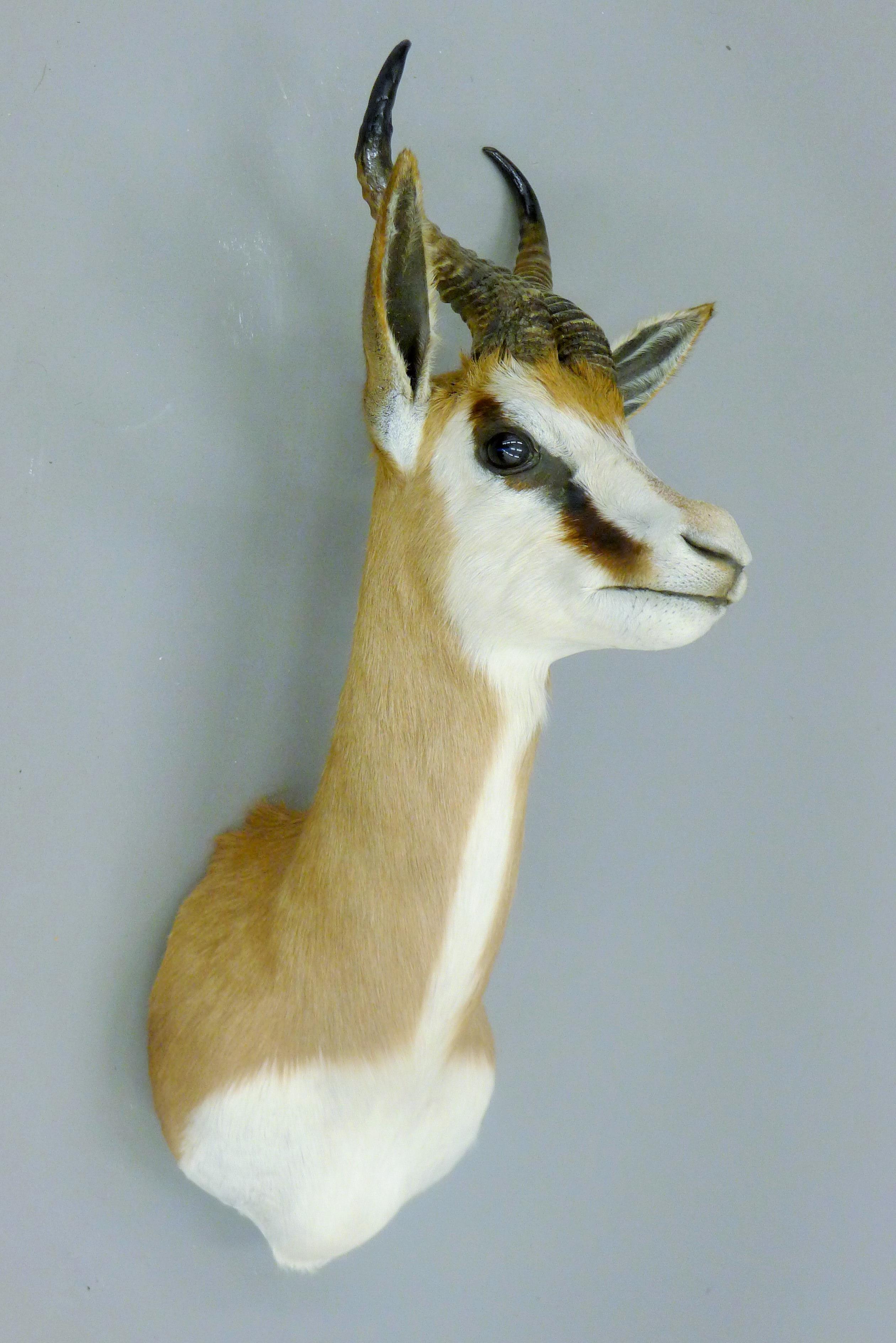 A taxidermy specimen of a Springbok Antidorcas marsupialis head and horns.
