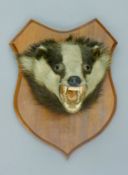 A taxidermy specimen of a Badger Meles meles head mounted on a wooden shield.