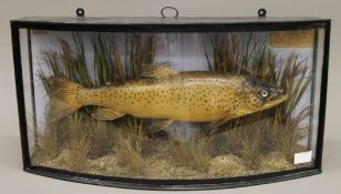 A taxidermy specimen of a Brown trout Salmo trutta by John Cooper in a naturalistic setting in a