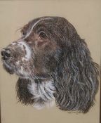 A Portrait of a Spaniel, watercolour, signed PAULINE HENRY, framed and glazed. 19 x 24 cm.