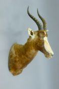 A taxidermy specimen of a Blesbok Damaliscus pygargus phillipsl head and horns.