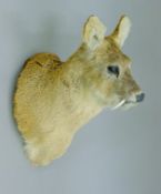 A taxidermy specimen of a Chinese deer Hydropotes inermis head.