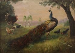 A Peacock, Turkey and other Birds, oil on board, indistinctly signed and dated, framed. 24.