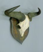 A taxidermy specimen of a Wildebeest Connochaetes taurinus skull and horns by Rowland Ward mounted