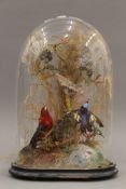 A collection of taxidermy tropical birds housed in a glass dome. 44 cm high.