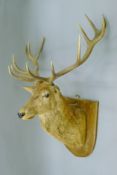 A taxidermy specimen of a New Zealand Imperial (14 points) Red Stag Cervus elaphus mounted on a