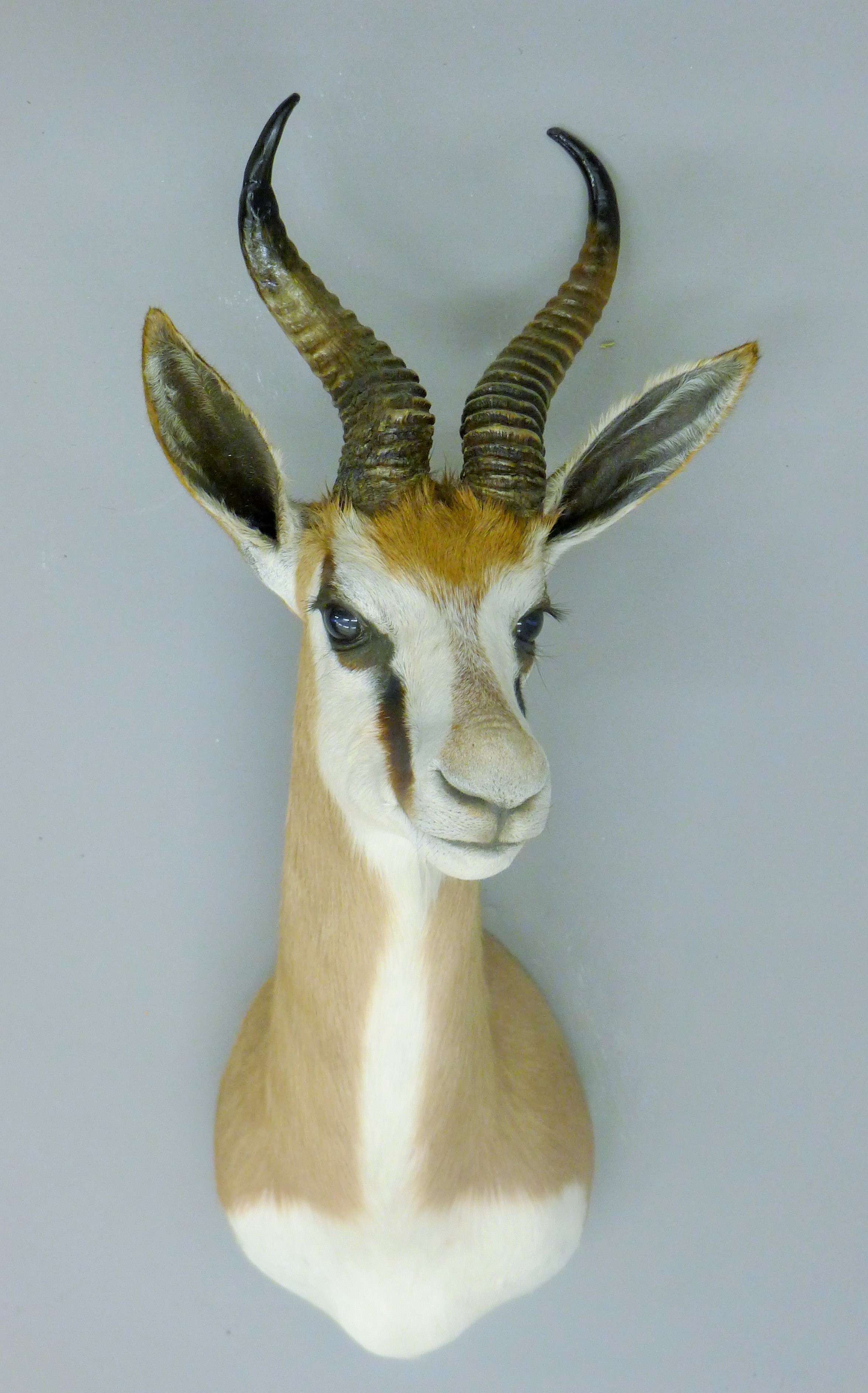 A taxidermy specimen of a Springbok Antidorcas marsupialis head and horns. - Image 2 of 2