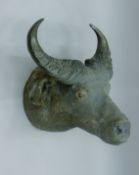 A taxidermy specimen of an African buffalo Syncerus caffer head and horns.