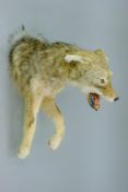 A taxidermy specimen of a Coyote Canis latrans head. 46 cm high x 23 cm wide x 45 cm deep.