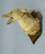 A taxidermy specimen of a Black-backed jackal Canis mesomelas head mounted on a wooden shield a