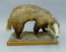 A taxidermy specimen of a badger Meles meles mounted on a carved wooden plinth.