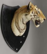 A large and impressive taxidermy specimen of a Tiger Panthera tigris head by Van Ingen & Van Ingen