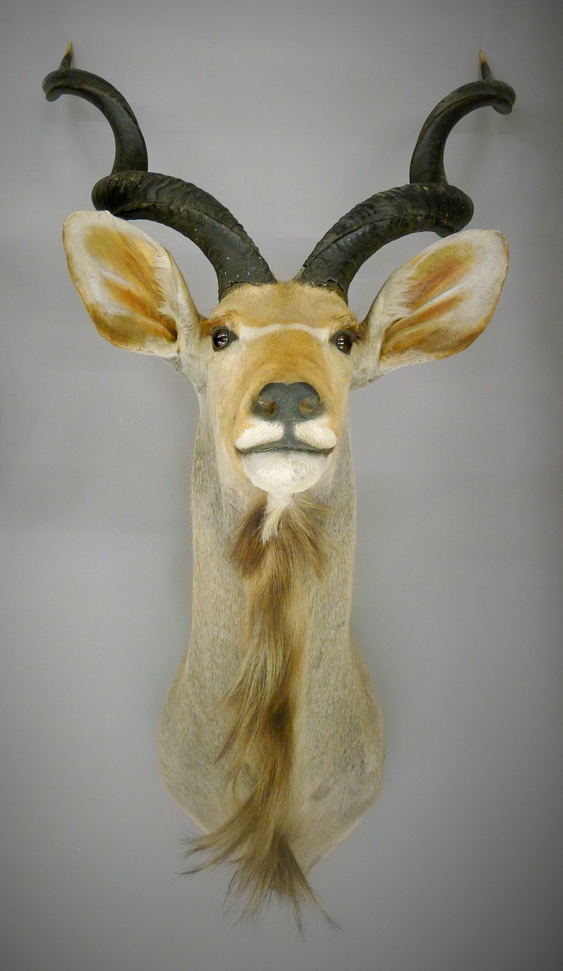 A taxidermy specimen of a Kudu head and horns Tragelaphus imberbis. - Image 3 of 3