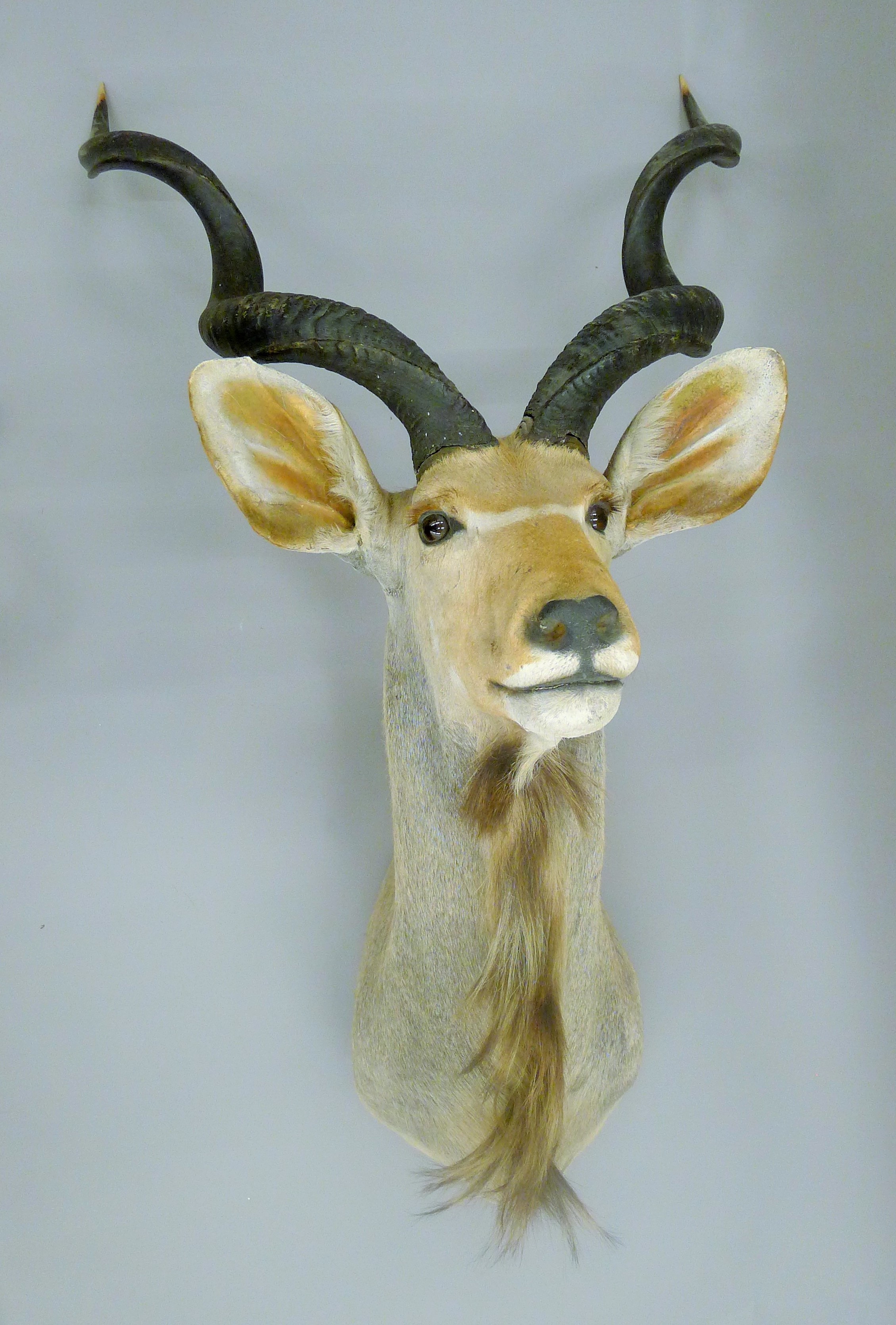 A taxidermy specimen of a Kudu head and horns Tragelaphus imberbis. - Image 2 of 3