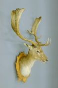 A taxidermy specimen of a German Fallow deer Dama dama head and antlers mounted on a typically