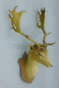 A taxidermy specimen of a Fallow deer Dama dama head and antlers mounted on a wooden shield.