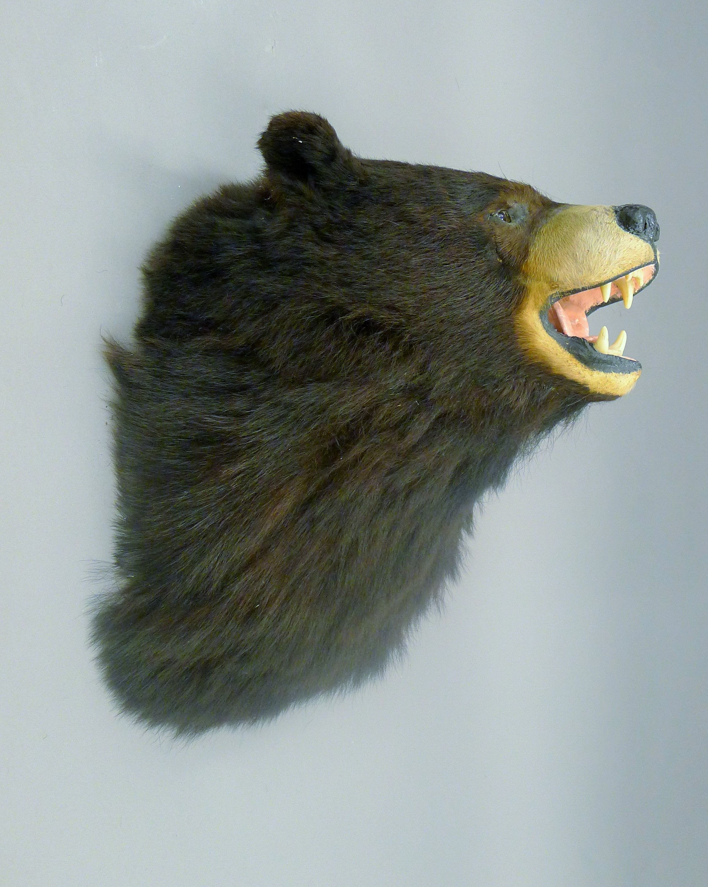 A taxidermy specimen of a Black bear Ursus americanus head. 54 cm high x 38 cm wide x 43 cm deep.