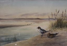 RICHARD HARRISON, Pair of Pintail Ducks, watercolour, signed, framed and glazed. 50 x 34 cm.
