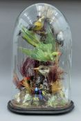 A collection of preserved taxidermy specimens of exotic birds under a glass dome. 55 cm high.