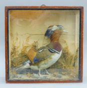 A cased taxidermy specimen of a Mandarin Duck, label for D Newly. 41.5 cm wide.