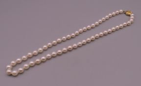 A single strand cultured pearl necklace on a 9 ct gold clasp. 42 cm long.