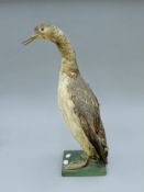 An early 20th century taxidermy specimen on a cormorant, mounted on a wooden stand. 50 cm high.