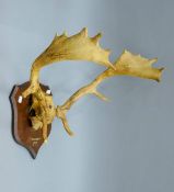 A pair of deer antlers on a wooden plaque, inscribed N. Dunreggan 1926 T.L.N. 47 cm wide.