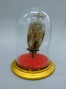 A taxidermy specimen of a little owl, housed in a glass dome. 22 cm high overall.