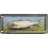 A taxidermy specimen of a preserved Sea Bass (Decentrarchus labrax) mounted in a naturalistic