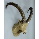 A taxidermy specimen of a preserved Ibex (Capra ibex) head by Rowland Ward bearing a label "The