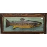 A taxidermy specimen of a Brown trout Salmon trutta by McPherson of Inverness in a glazed case with