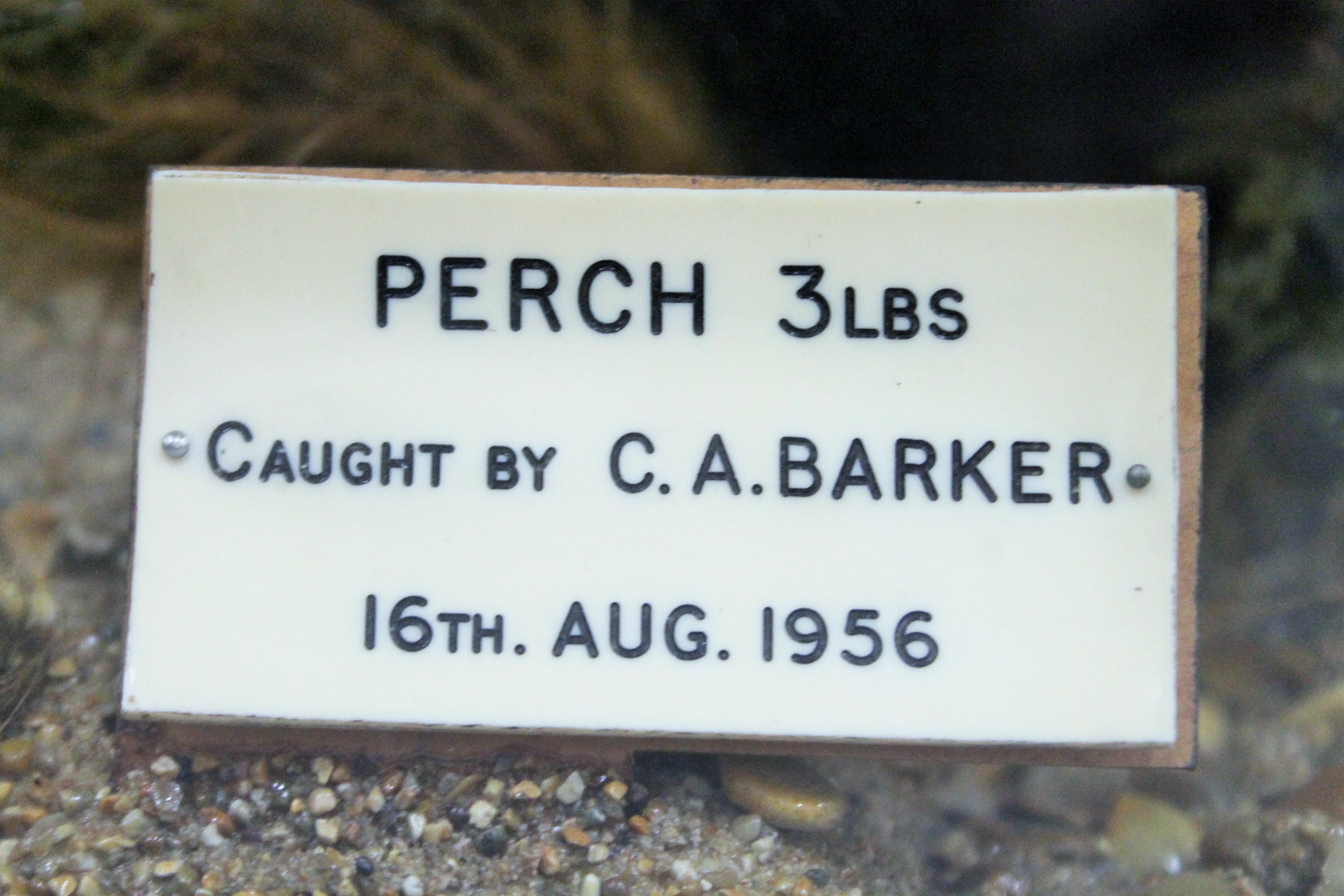 A taxidermy specimen of a preserved Perch (Perca fluviatilis) by J Cooper & Sons (Griggs) mounted - Image 2 of 2