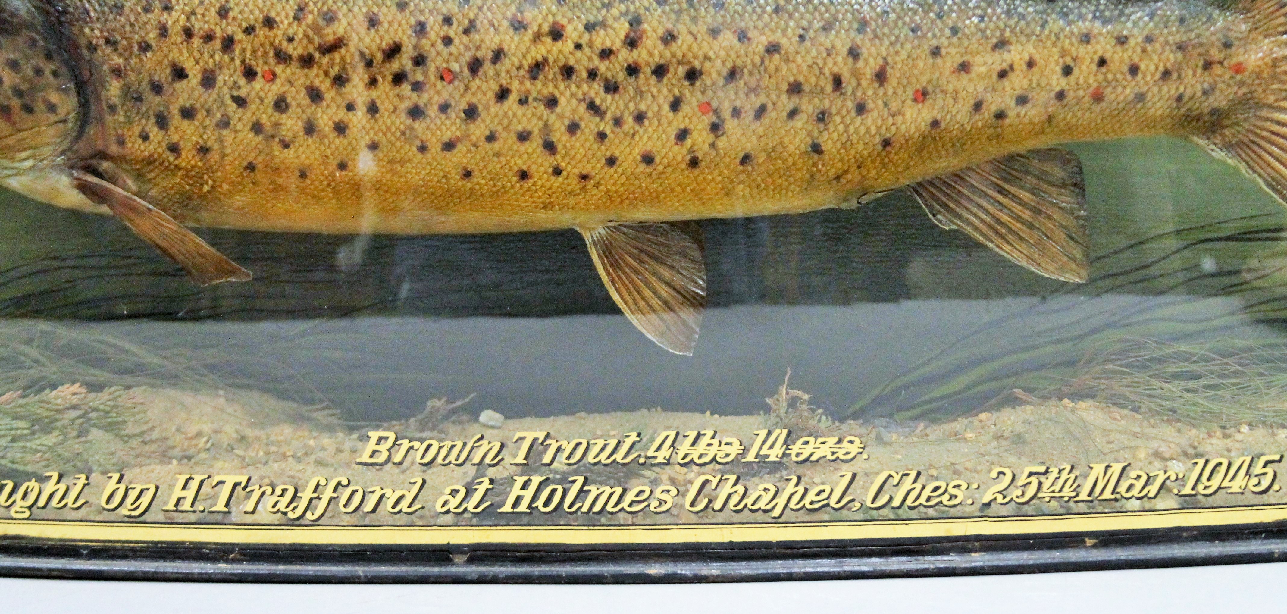 A taxidermy specimen of a preserved Brown Trout (Salmo trutta) by J Cooper & Sons (Griggs) mounted - Image 2 of 3