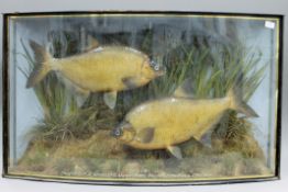 A case containing two taxidermy specimens of preserved Bream (Abramis brama) by J Cooper & Sons