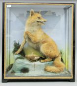 A Victorian cased taxidermy specimen of a fox and rabbit by Hutchins of Aberystwyth.