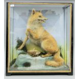 A Victorian cased taxidermy specimen of a fox and rabbit by Hutchins of Aberystwyth.