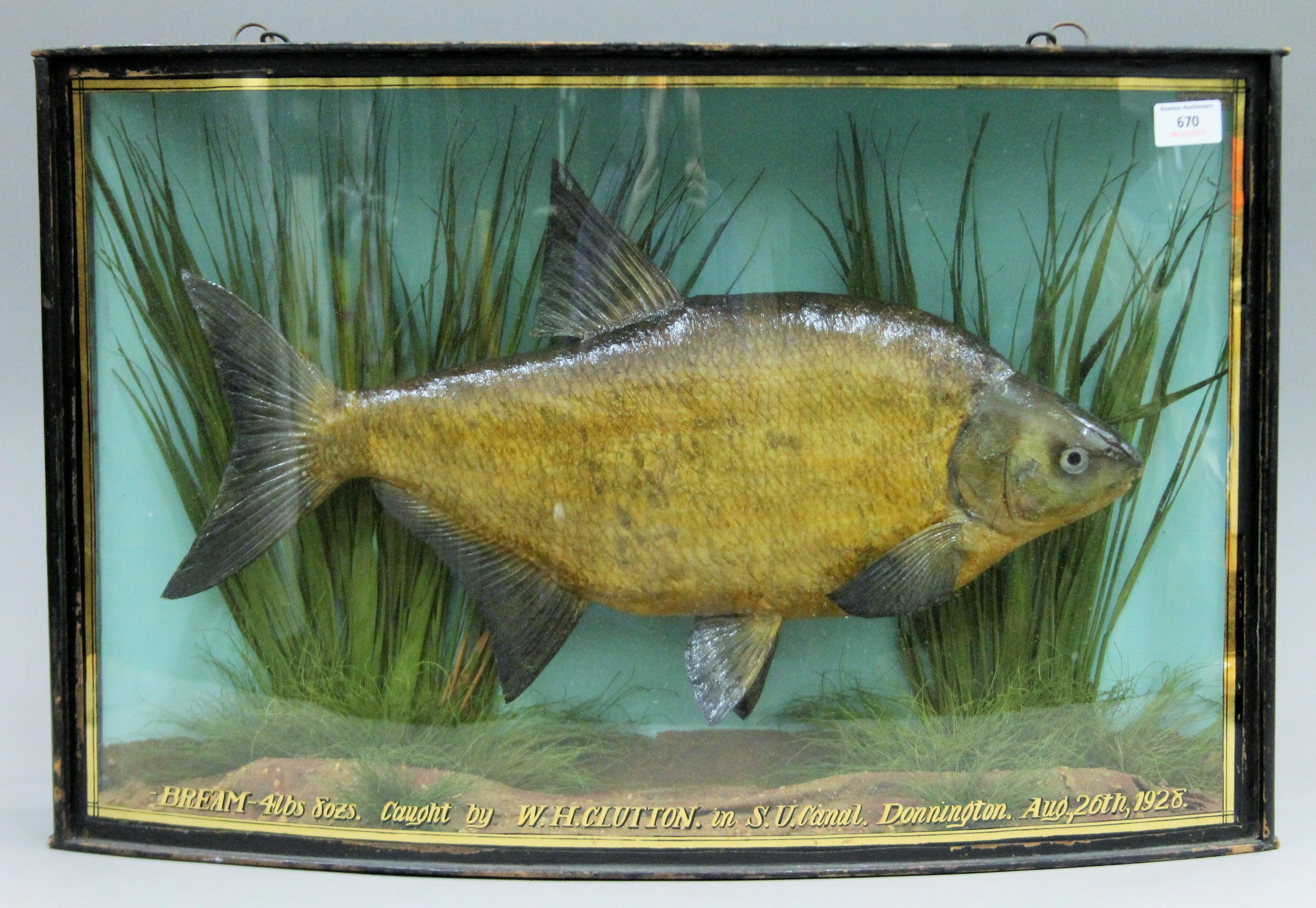 A taxidermy specimen of a preserved Bream (Abramis brama) by J Cooper & Sons mounted in a