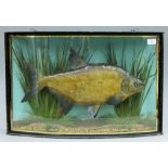 A taxidermy specimen of a preserved Bream (Abramis brama) by J Cooper & Sons mounted in a