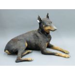 A taxidermy specimen of a preserved Doberman Pinscher. 60 cm high 92 cm wide 50 cm deep.