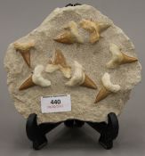 A quantity of fossilized sharks teeth. 17.5 cm wide overall.