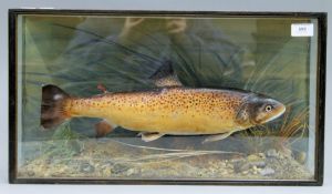 A taxidermy specimen of a preserved Brown Trout (Salmo trutta) by Peter Spicer mounted in a