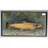 A taxidermy specimen of a preserved Brown Trout (Salmo trutta) by Peter Spicer mounted in a