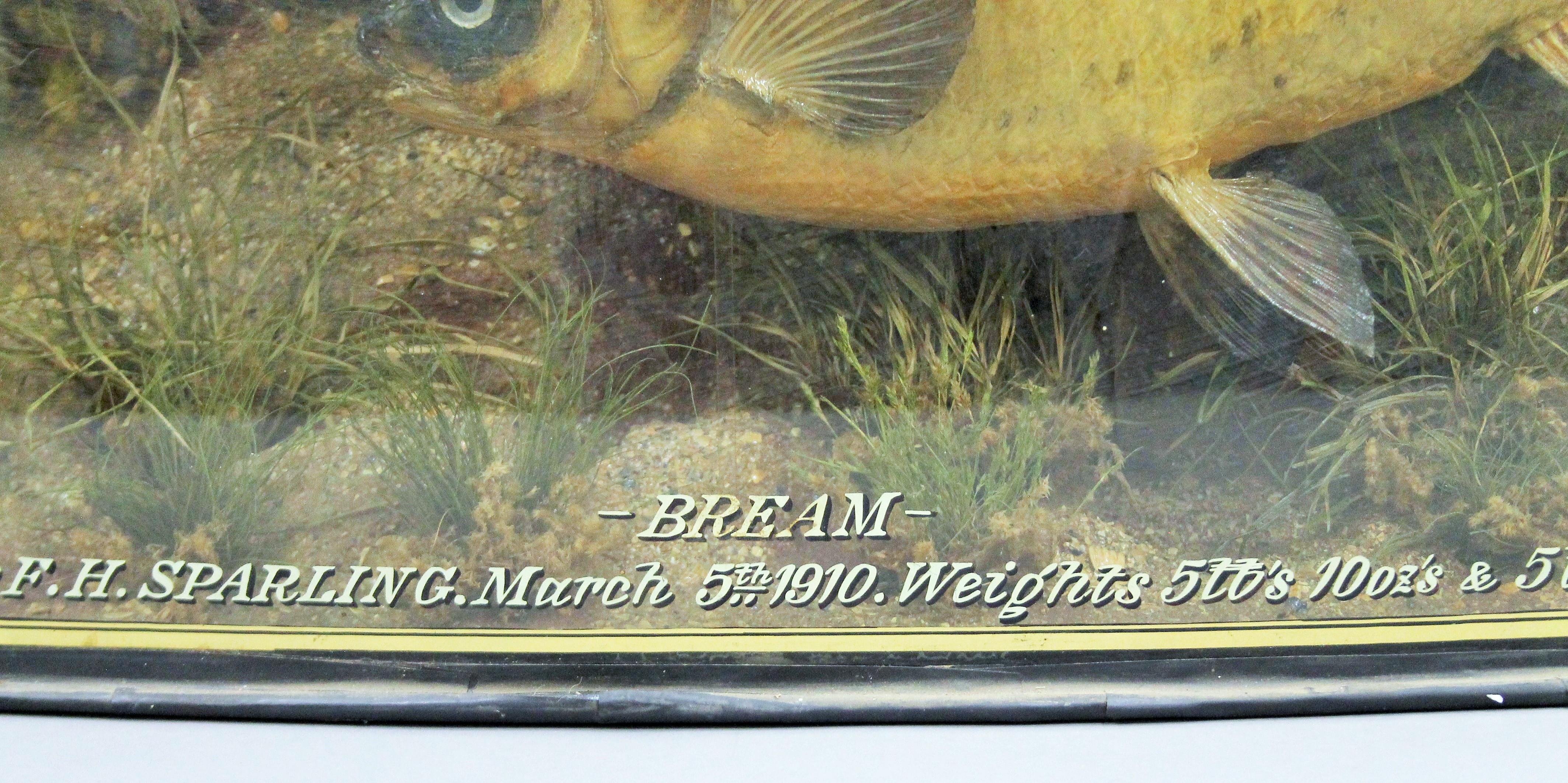 A case containing two taxidermy specimens of preserved Bream (Abramis brama) by J Cooper & Sons - Image 2 of 3