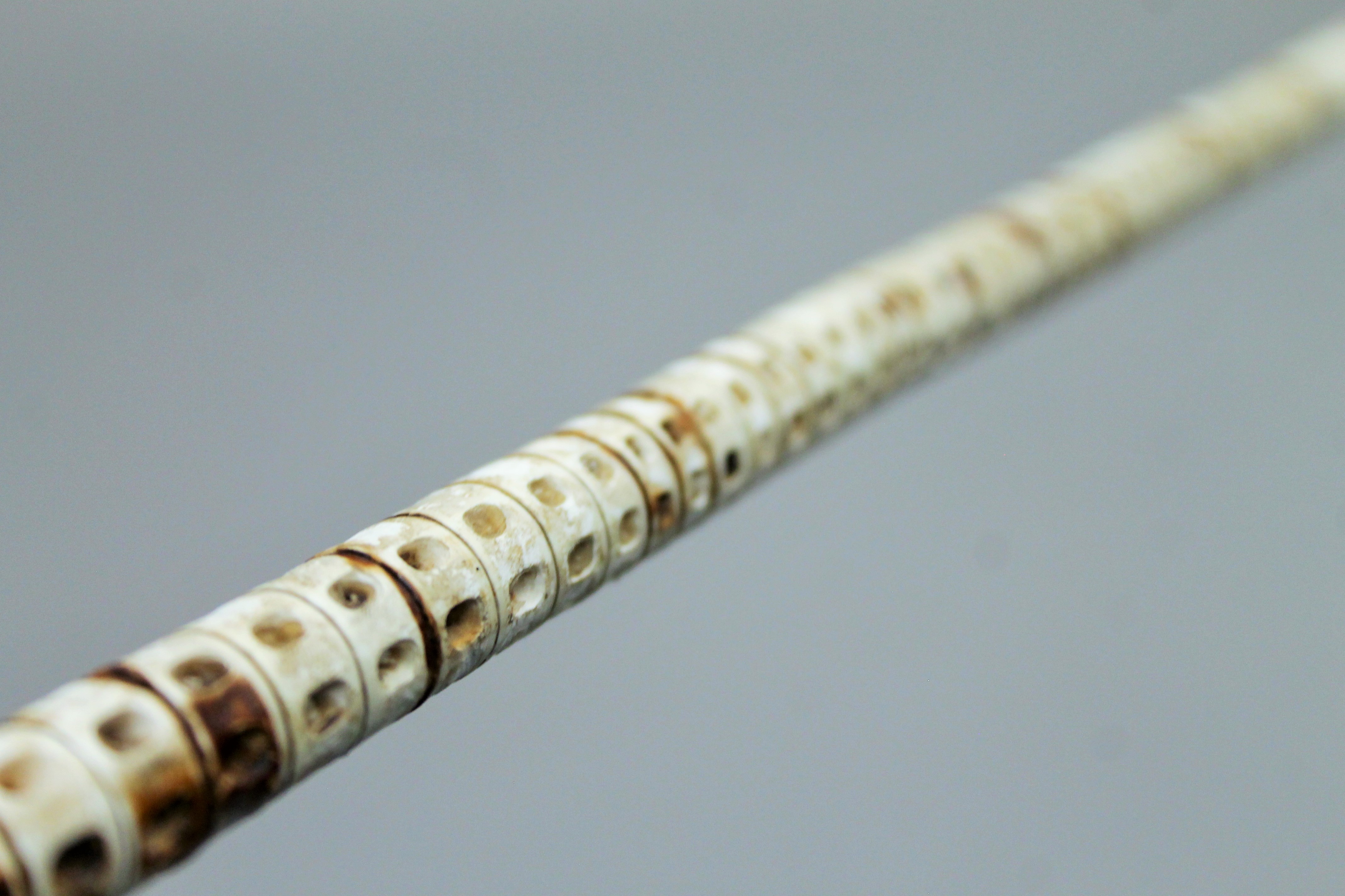 A shark vertebrae swagger stick. 62.5 cm long. - Image 3 of 3