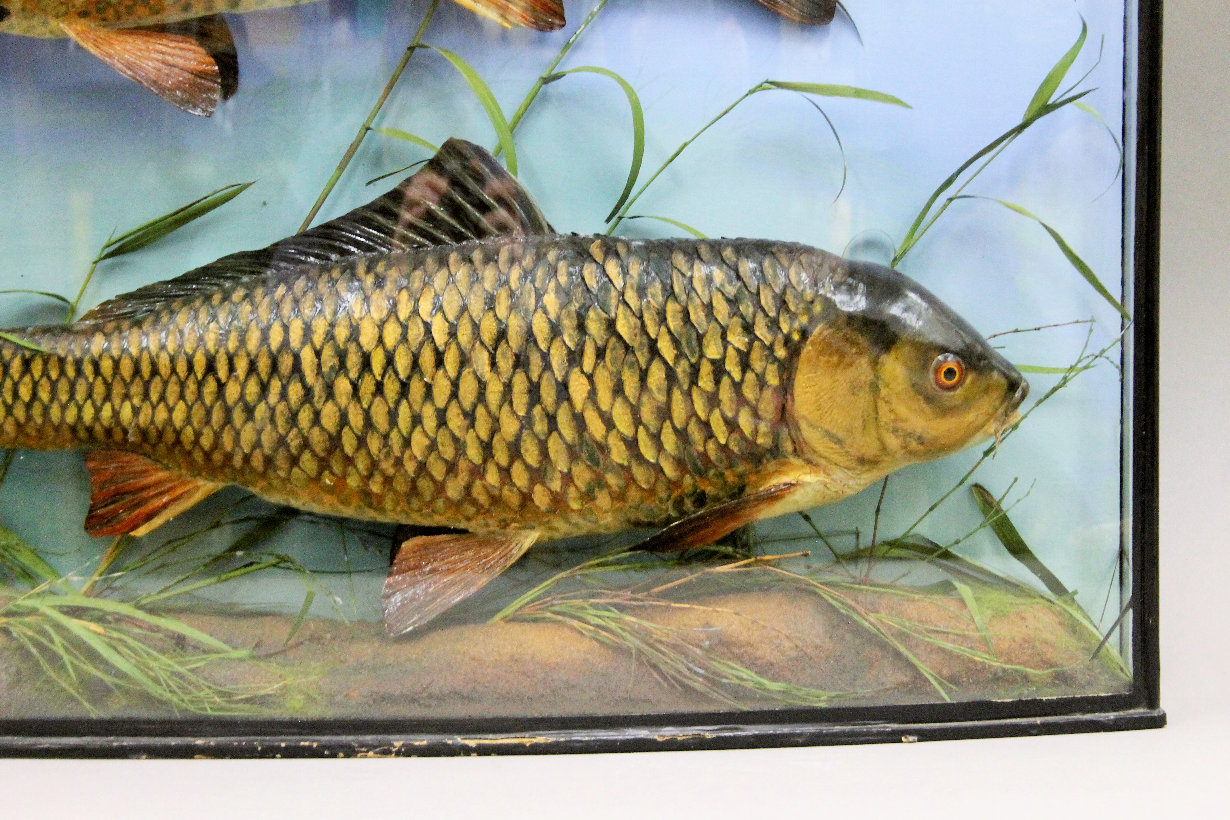 A case containing two taxidermy specimens of preserved wild Carp (Cyprinus carpio) attributed to - Image 2 of 2