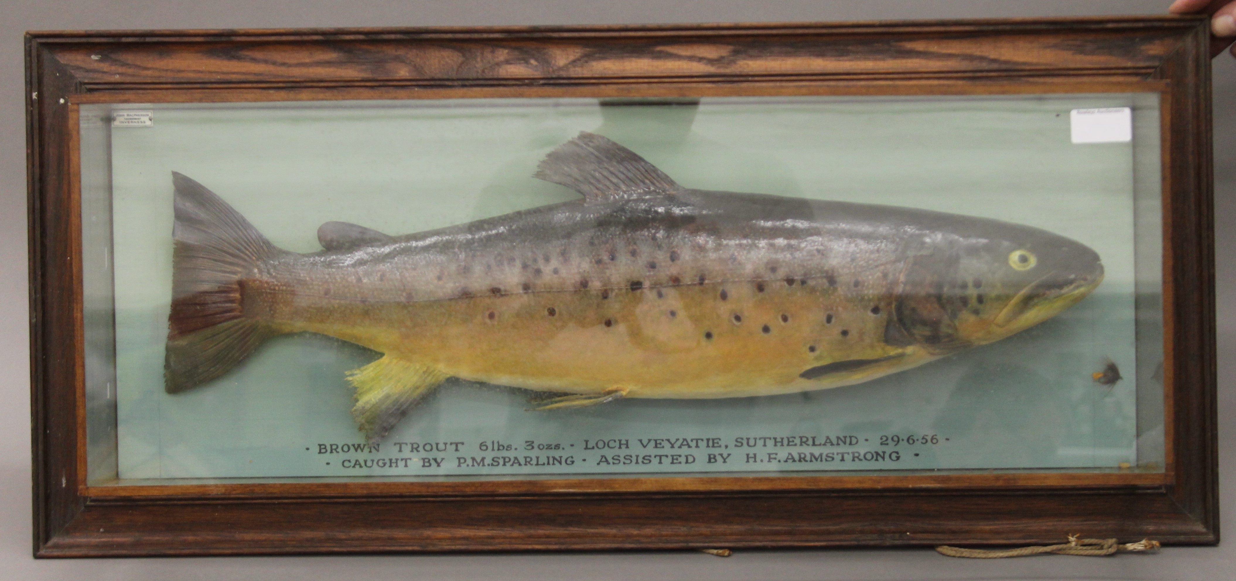 A taxidermy specimen of a Brown trout Salmon trutta by McPherson of Inverness in a glazed case with - Image 3 of 6