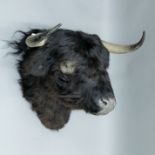 A taxidermy specimen of a preserved Highland Cattle bull's head. 65 cm high 72 cm wide 66 cm deep.
