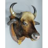 From the Hodnet Hall Collection a Victorian taxidermy specimen of a preserved Gaur (Bos gaurus